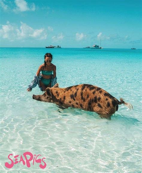 Morning from Pig Island! We love these photos from the Bahamas, Pig ...