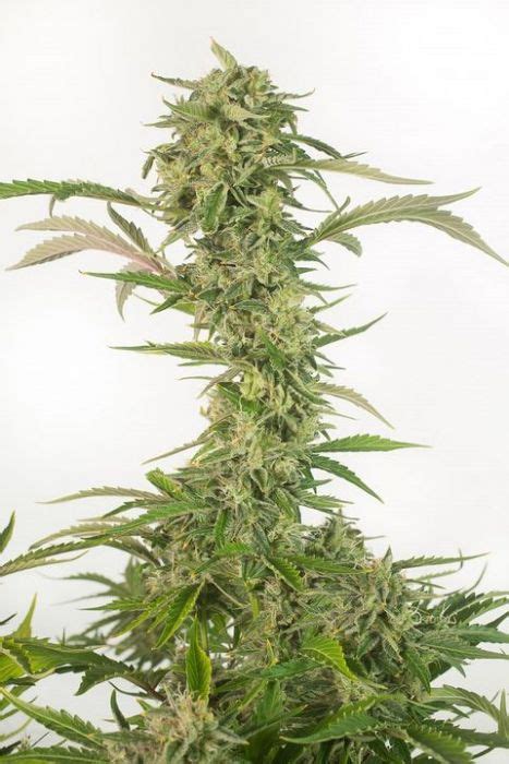 OG Kush Auto CBD De Dinafem Info De Variedad