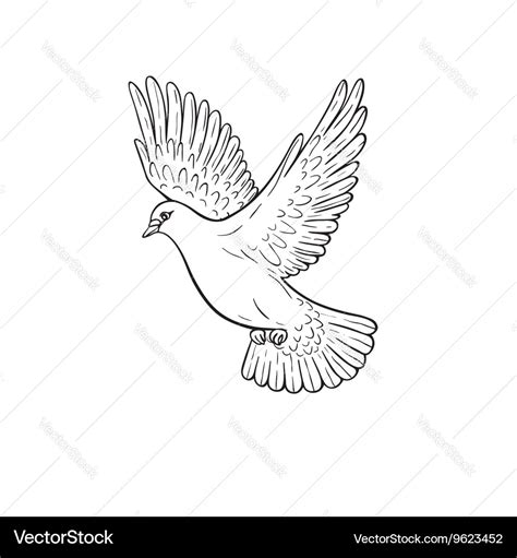 Pigeon Royalty Free Vector Image Vectorstock