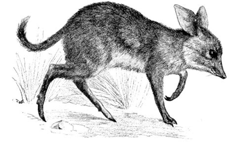 Pig Footed Bandicoot Encyclopedia Mdpi