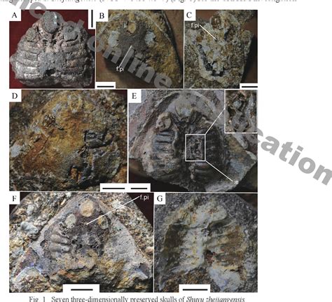 Synchrotron X Ray Tomographic Microscopy Reveals Histology And Internal