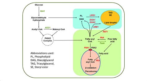 Schematic Representation Of The Pathway Design For Metabolic