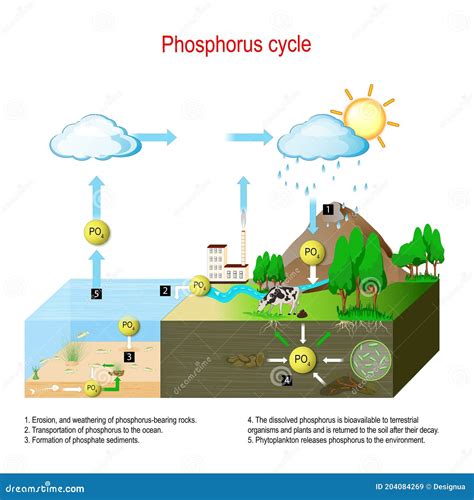 Ciclo De Fósforo Ciclo Biogeoquímico Ilustración Del Vector