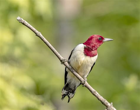 Red Headed Woodpecker Great Bird Pics