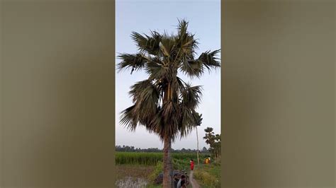 babui pakhir basha youtube