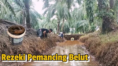 Rezeki Tak Di Sangka Mancing Belut Spot Air Yg Mengering Youtube