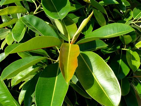 ÁRBOL DE CAUCHO Caracteristicas cuidados cultivo y riego