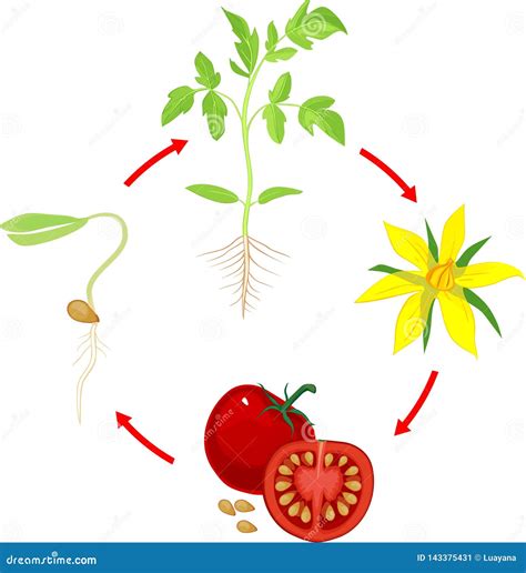 Ciclo Di Vita Della Pianta Di Pomodori Fasi Di Crescita Dal Seme E Dal