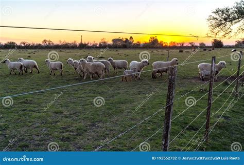 White Sheep On The Farm With Beautiful Sunset Stock Photo Image Of