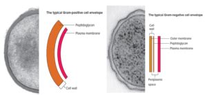 Bacterial Cell Walls - Microbiology Notes