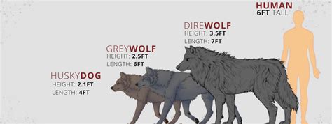 Dire Wolf Wiki Therian Amino