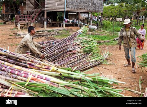 Farming In Cambodia Stock Photo Alamy