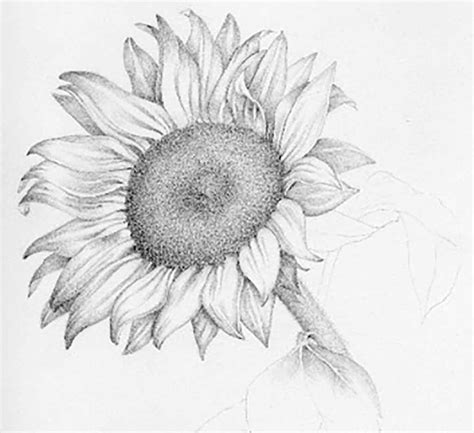 Realistic Sunflower Drawing Sunflower Pencil Drawing Pencil Sunflower Pencil Sketch