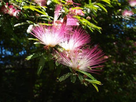 Pink Flowers Are Blooming In The Sun