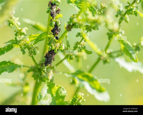 aphid, infestation, aphids, infestations Stock Photo - Alamy