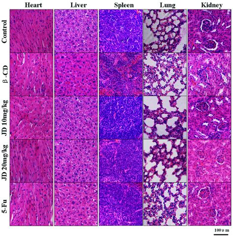 Histopathological Examination Of Major Organs In Jd Treated Mice When