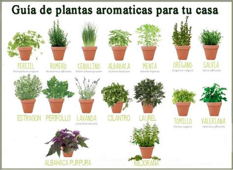 Plantas Que Debes Tener En Casa Amatista Peru