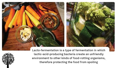 Lactic Acid Fermentation A Tasty And Nutritious Science Experiment