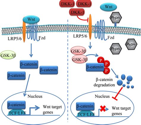 Remarkable Impairment Of Wnt Catenin Signaling In The Brains Of The