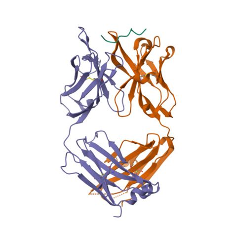 RCSB PDB 8P6I Crystal Structure Of The 139H2 Fab Fragment Bound To