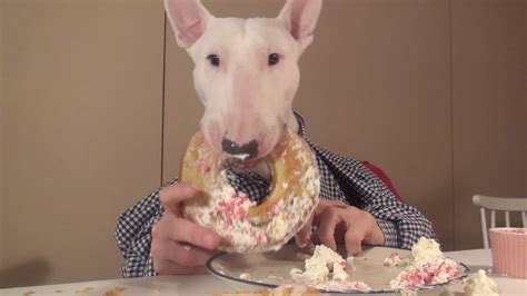 Adorable Dog Bakes Cake Youtube