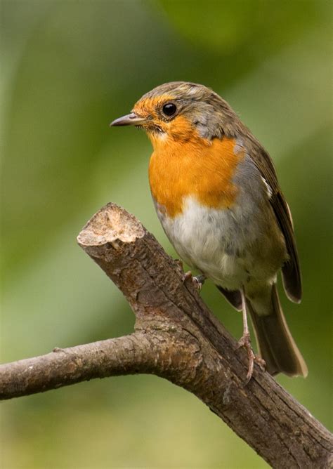 robin web 1 | Gorse Hill Nature Reserve