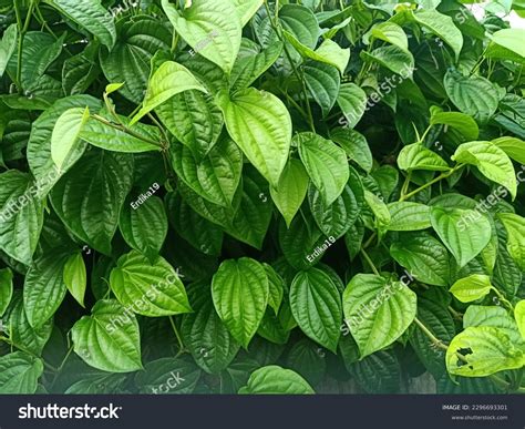 Green Plant Indonesian Elephant Betel Leaf Stock Photo 2296693301