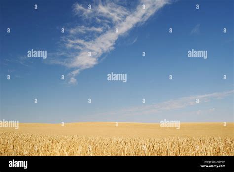 Wheat Field Southern Saskatchewan Canada Stock Photo Alamy