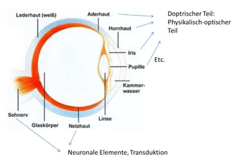 Visuelle Wahrnehmung Karteikarten Quizlet