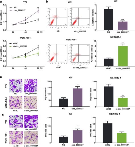 Circ Promoted Rb Cell Proliferation Migration And Invasion And