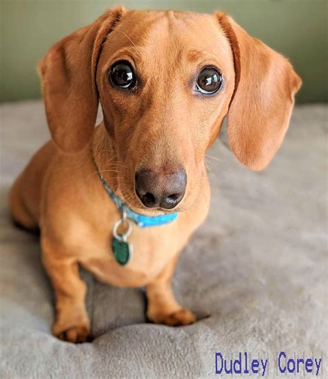 Dachshund Puppy Brown Dachshund Dachshund Puppy Miniature Weenie Dogs