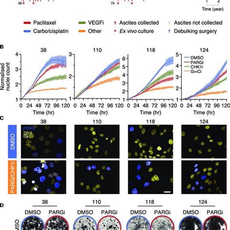 Inhibition Of CHK1 Sensitizes Patient Derived Ovarian Cancer Models To