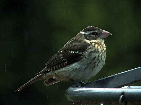 Female Grosbeak