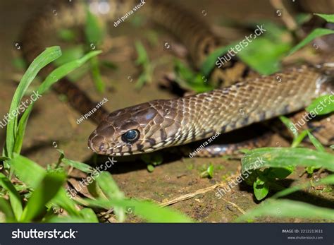 Ptyas Mucosa Oriental Ratsnake Indian Rat Stock Photo 2212213611 ...