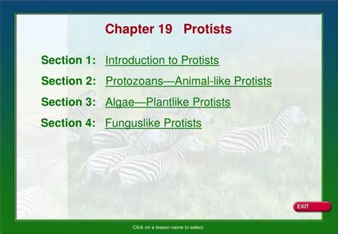 Ppt Chapter 19 Protists Powerpoint Presentation Free Download Id3680888