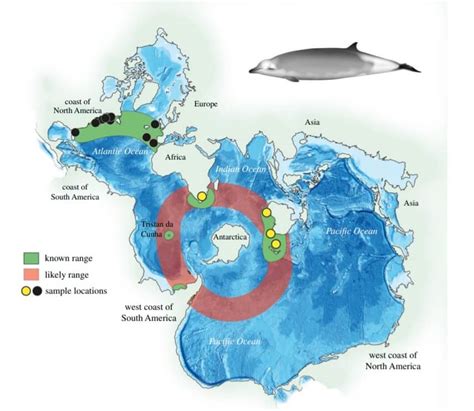 New Whale Species Discovered Baleines En Direct