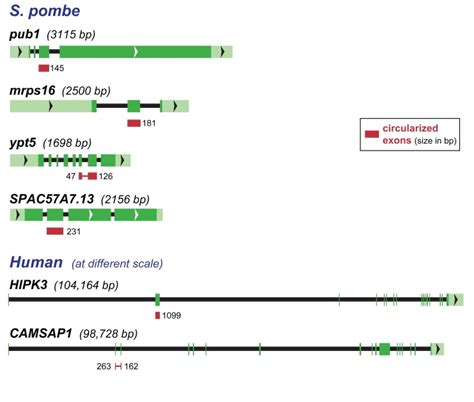 The four S. pombe genes for which we validated circular isoforms are... | Download Scientific ...