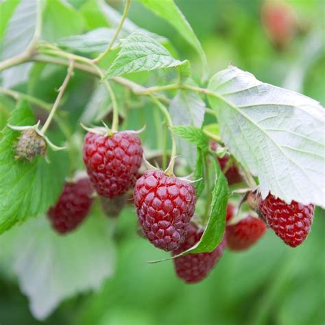 Frambozen Snoeien Voor Een Rijke Oogst Jaar Na Jaar Ilovemygarden