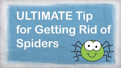 How To Get Rid Of Spiders Naturally Best Repellent For Getting Rid Of