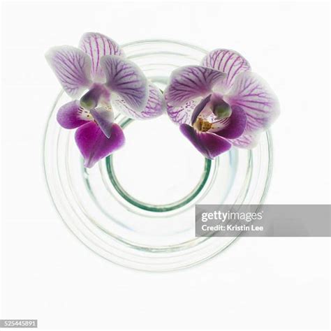 2445 Flower Vase Top View Stock Photos High Res Pictures And Images