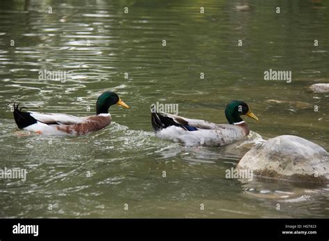 Japanese Garden In Buenos Aires Argentina Stock Photo Alamy