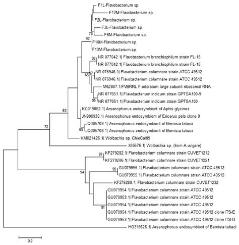 Dendrogram Constructed By Neighbor Joining Analysis Of The 23S RRNA