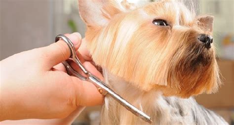 Mobile Dog Grooming Tucson Affordable Mobile Pet Grooming