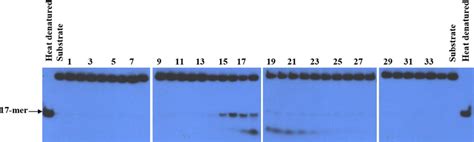 Unwinding Activity Of Partially Purified P Falciparum To Dna