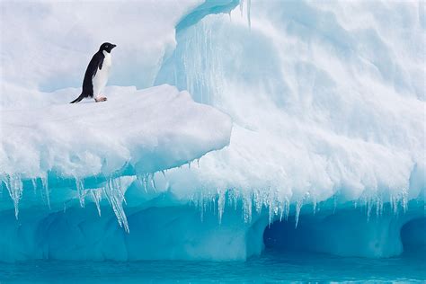 Adeliepinguïn op ijsberg met blauw ijs Antarctica Natuurfotografie