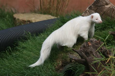 Albino Skunk : r/pics