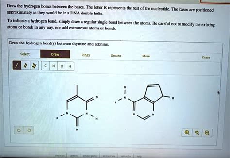 SOLVED Draw The Hydrogen Bonds Between The Bases The Letter R