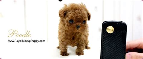 ROYAL TEACUP PUPPIES - Updated January 2025 - Houston, Texas - Pet Stores - Phone Number - Yelp