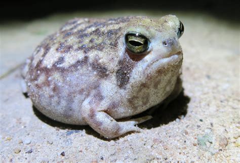 Common Rain Frog Behavior - BioExpedition