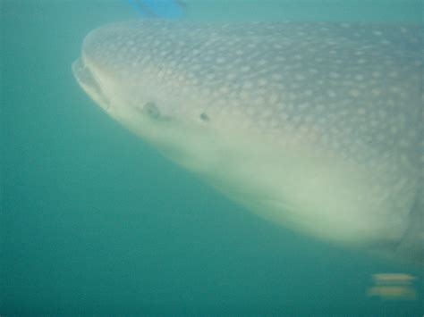 Why snorkelling with Whalesharks should definitely be on your bucket